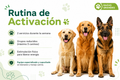 Rutina de activación- Razas grandes