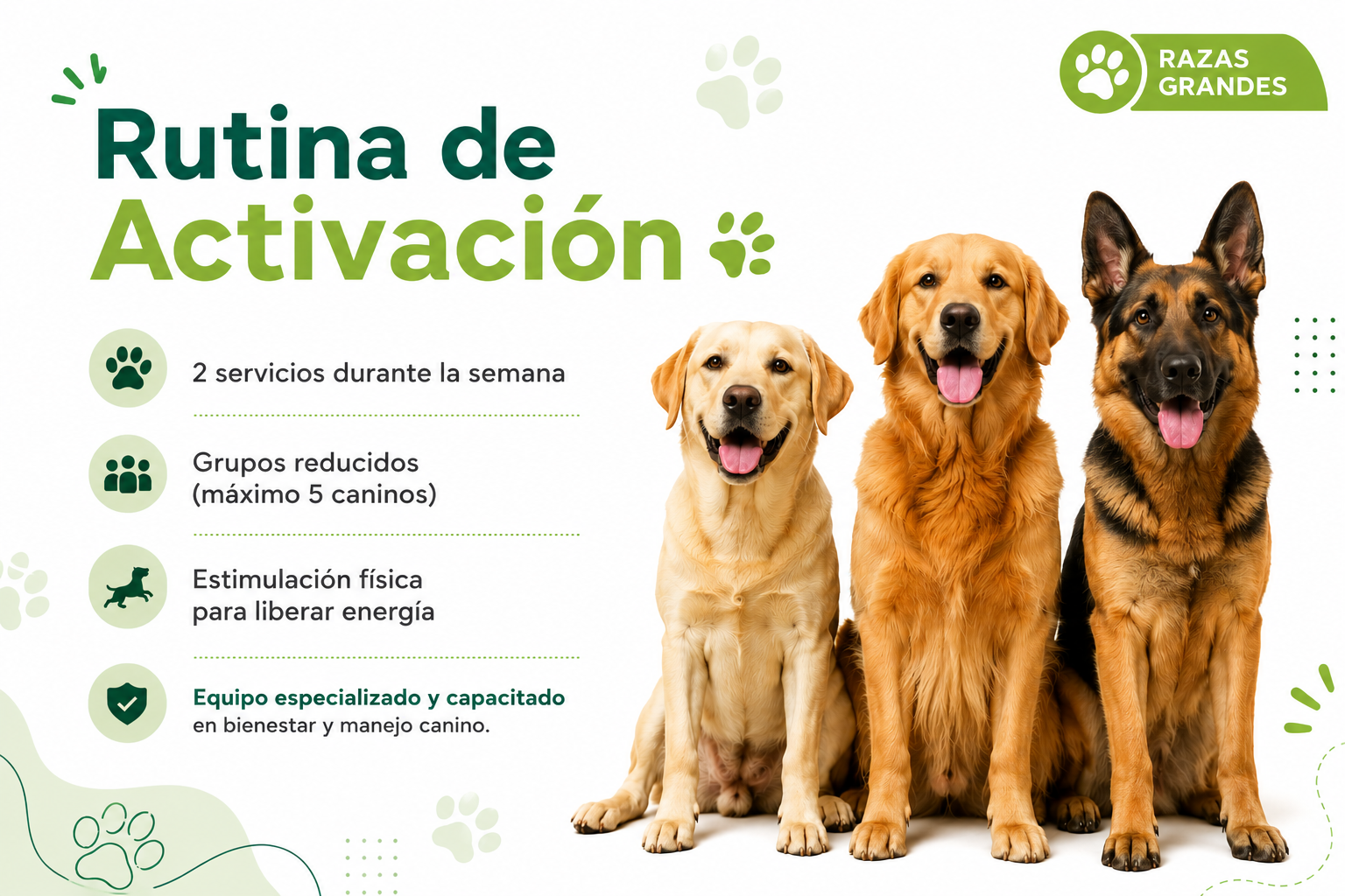 Rutina de activación- Razas grandes