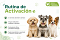 Rutina de activación- Razas pequeñas y medianas