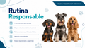 Rutina Responsable - Razas Pequeñas y  Medianas
